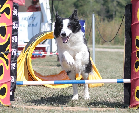 BarkBash.jpg
