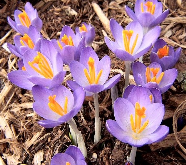 Crocus.jpg