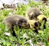 Goslings.jpg