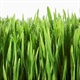Grass.jpg