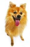 Pomeranian.jpg